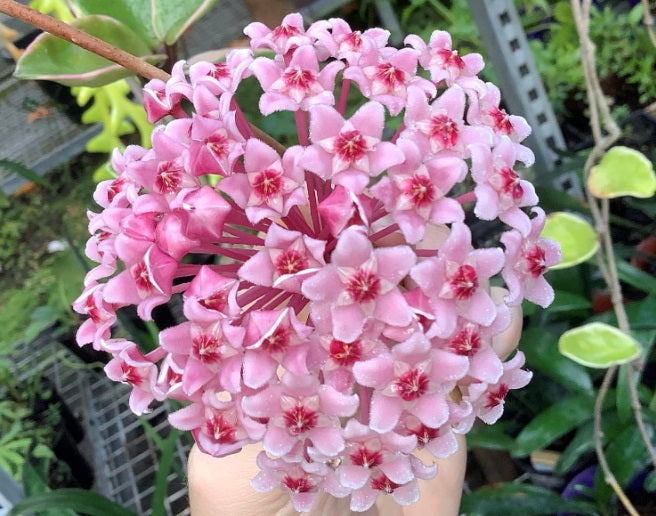 Hoya carnosa - KRIMSON QUEEN - Variegated Wax Flower