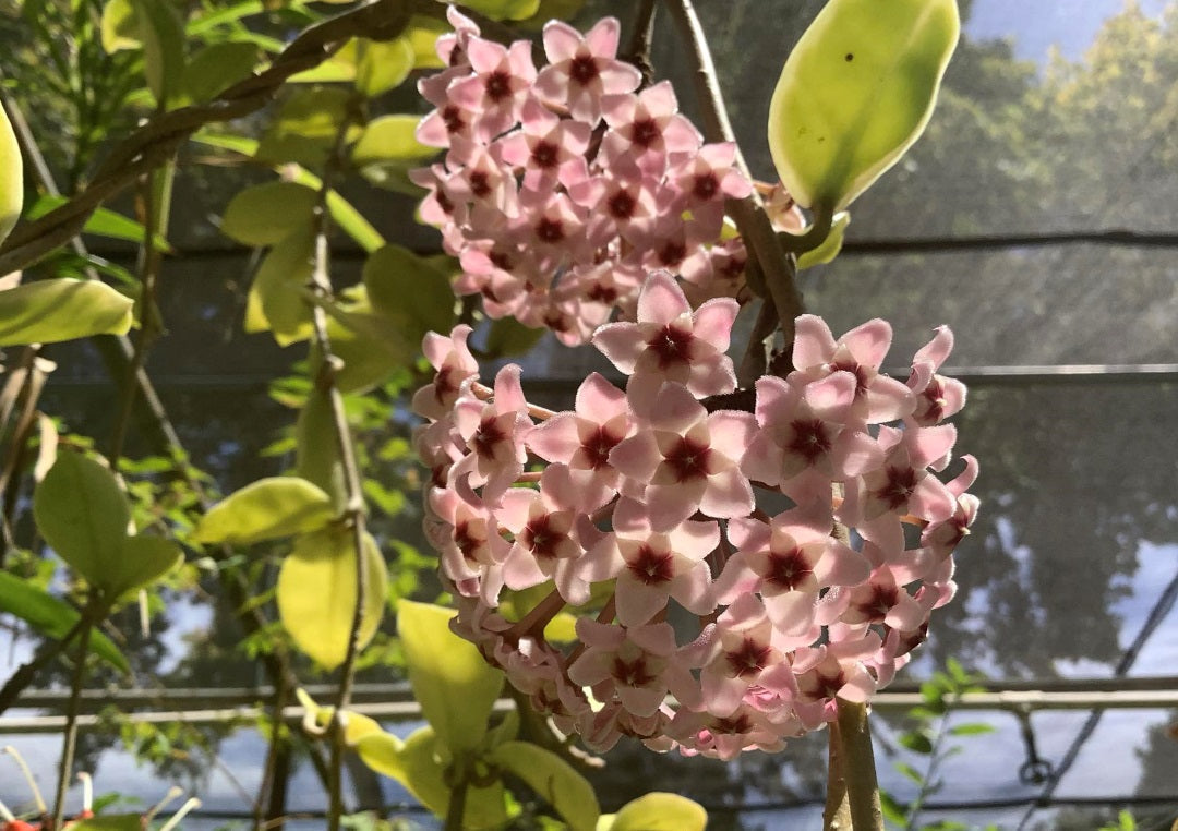 Hoya carnosa - KRIMSON QUEEN - Variegated Wax Flower