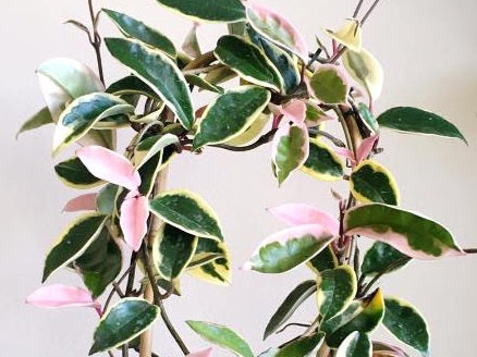 Hoya carnosa - KRIMSON QUEEN - Variegated Wax Flower