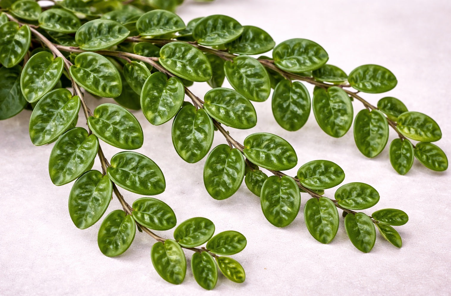 Hoya carnosa - KRINKLE - Wax Flower Hanging Basket