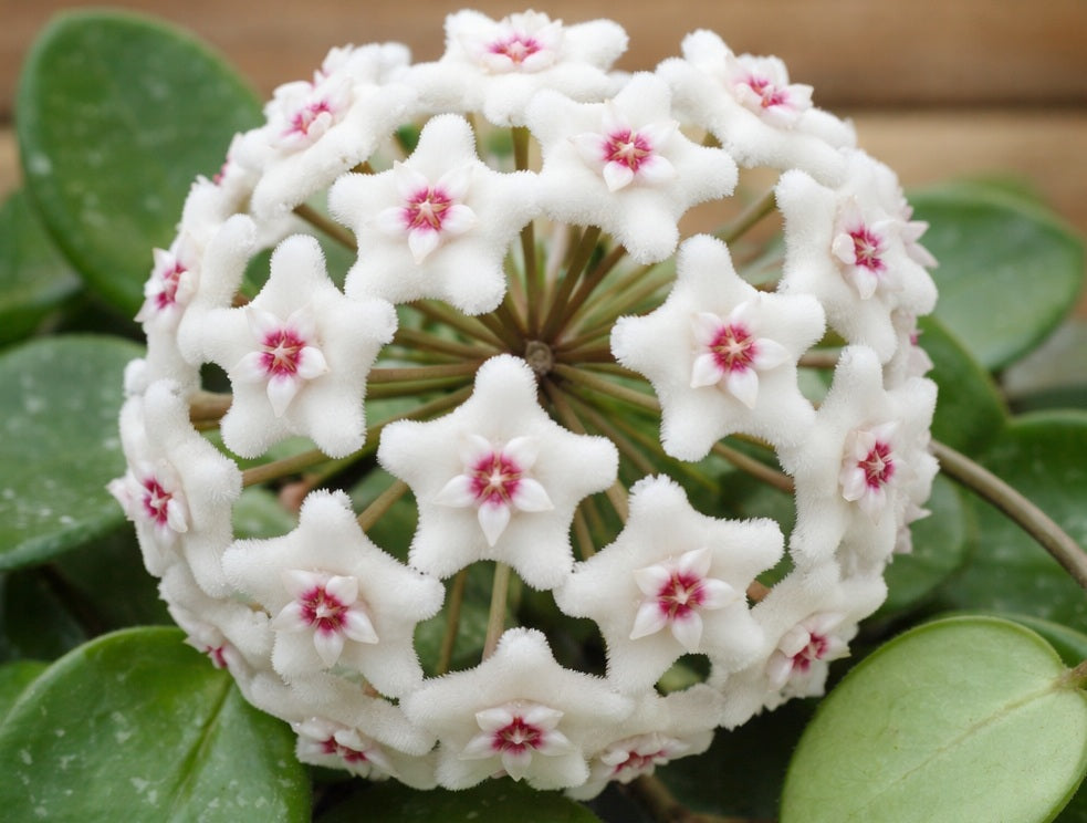 Hoya carnosa x serpens - MATHILDE - Wax Flower