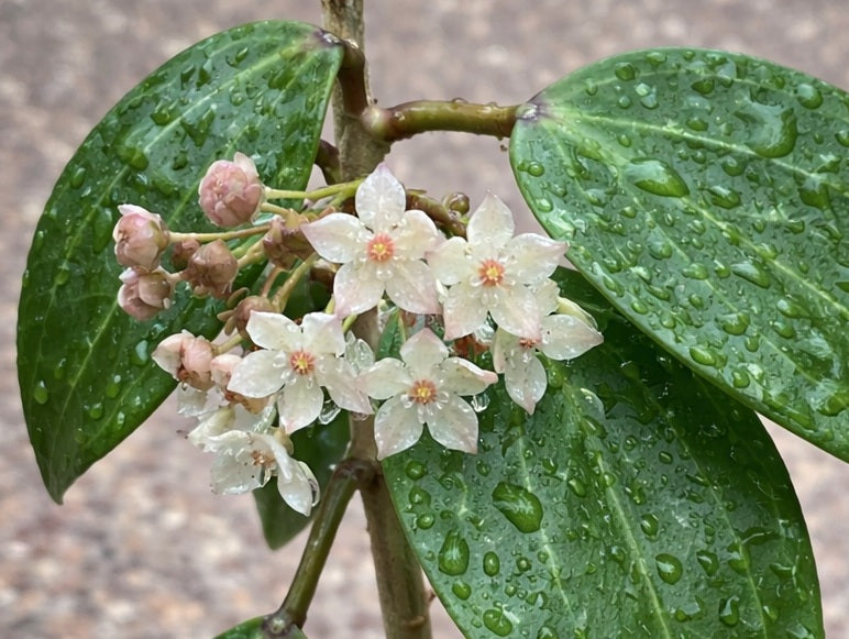 Hoya latifolia - WEST JAVA - Dinner Plate Wax Flower