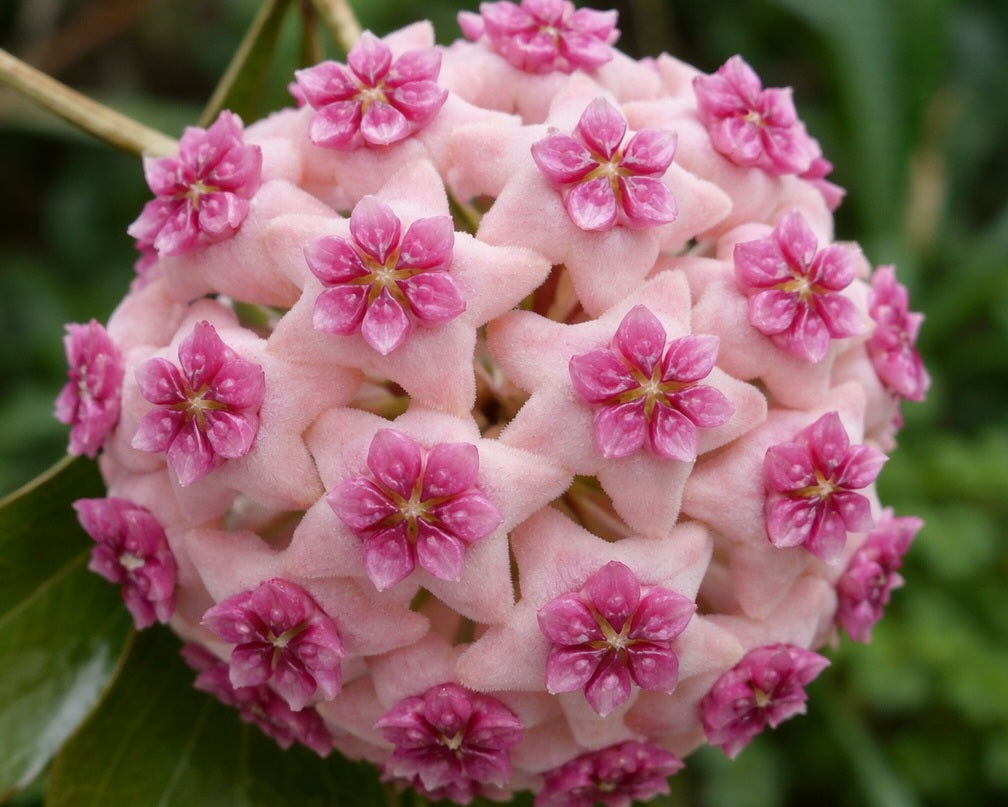 Hoya aldrichii - Christmas Island Waxvine