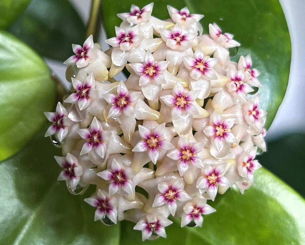 Hoya bhutanica - Bhutan Wax Flower