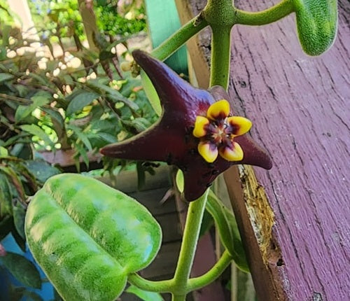 Hoya ciliata - Black Hoya Wax Flower