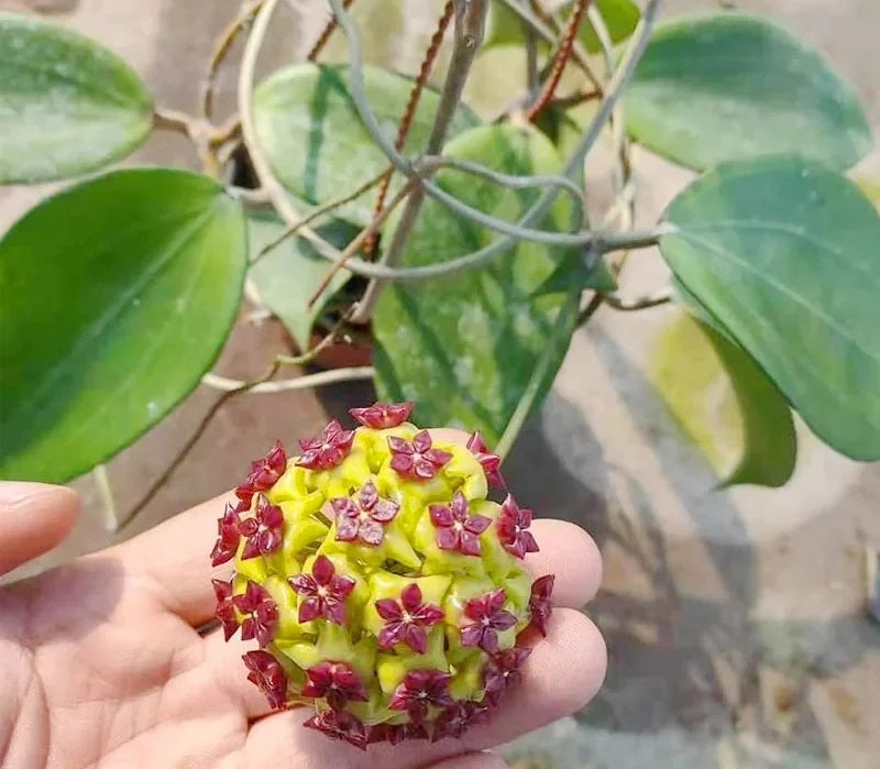 Hoya macrophylla - CINNAMOMIFOLIA FORM - Wax Flower Hanging Basket