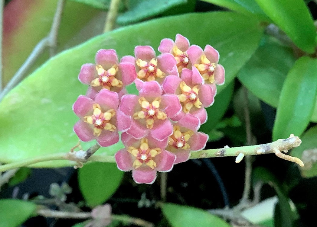 Hoya davidcummingii - Wax Flower