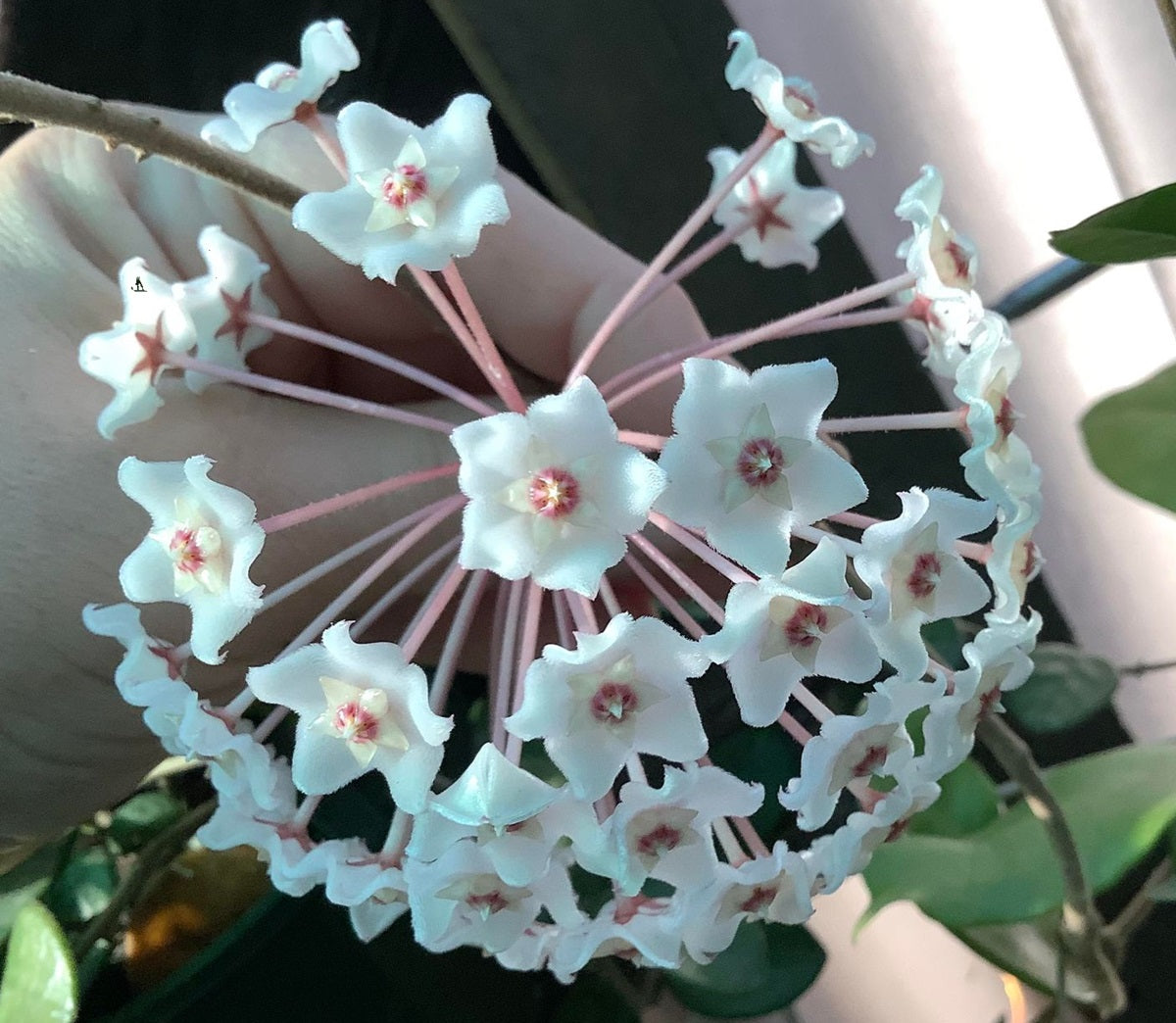 Hoya fungii - ESTHERS HYBRID - Wax Flower