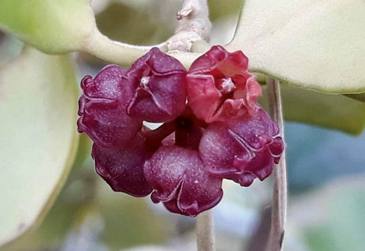 Hoya heuschkeliana - PINK FLOWER - Wax Flower