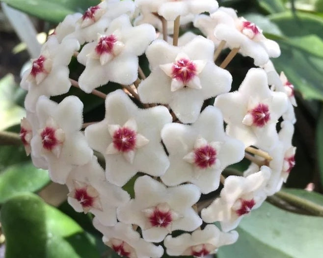 Hoya carnosa - SNOWBALL (Motoskei Form) - Wax Flower