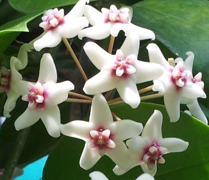 Hoya naumannii - Wax Flower