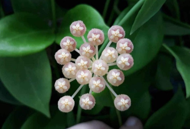Hoya obscura - Wax Flower