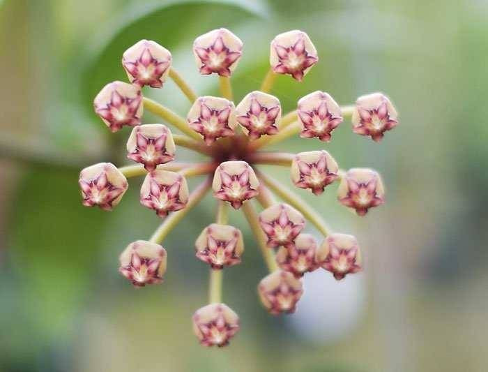 Hoya plicata - Wax Flower