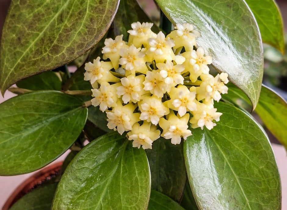 Hoya verticillata var. verticillata - Pottsii Claret Hoya
