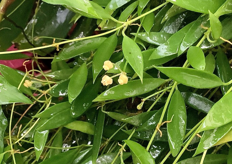 Hoya tsangii - Wax Flower