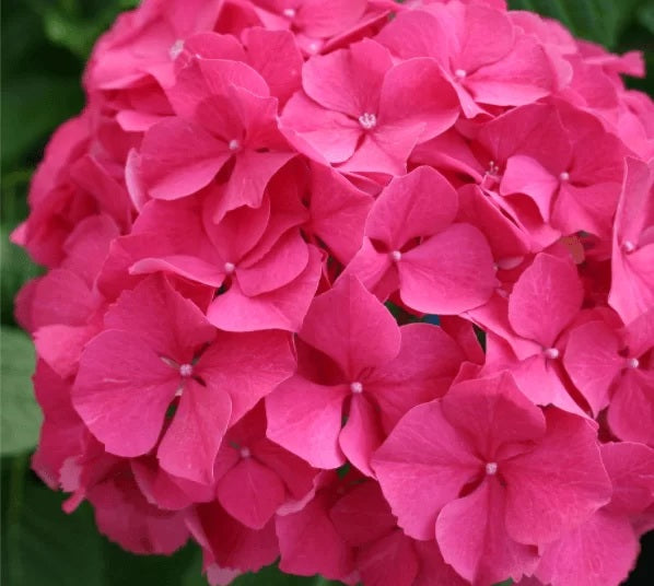 Hydrangea macrophylla - MAGICAL GLOWING ALPS - Hortensia