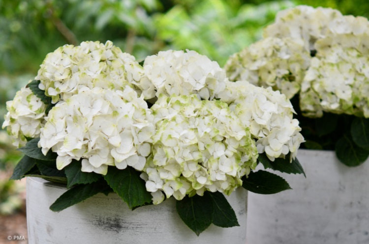 Hydrangea macrophylla - MAGICAL PEARL - Hortensia