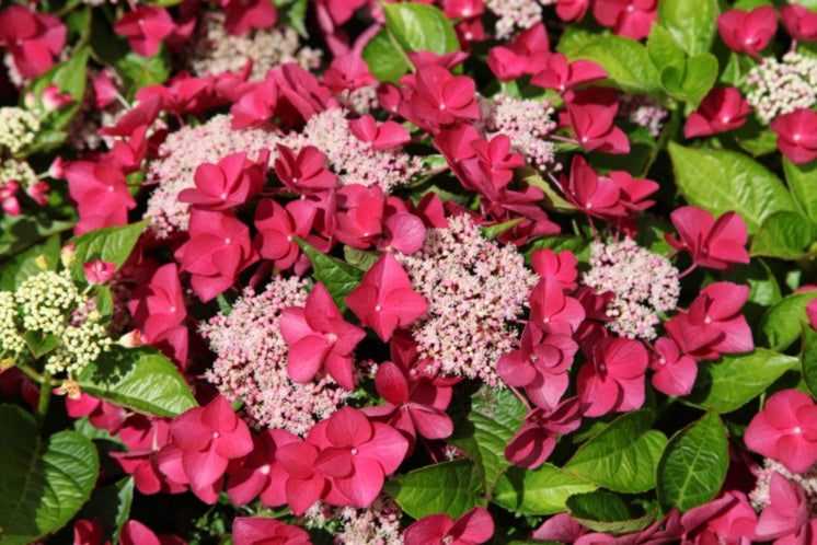 Hydrangea macrophylla - STRAWBERRIES AND CREAM™ - Hortensia