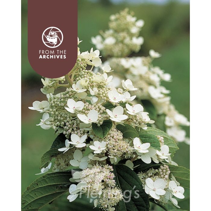Hydrangea paniculata - TARDIVA - Panicle Hortensia