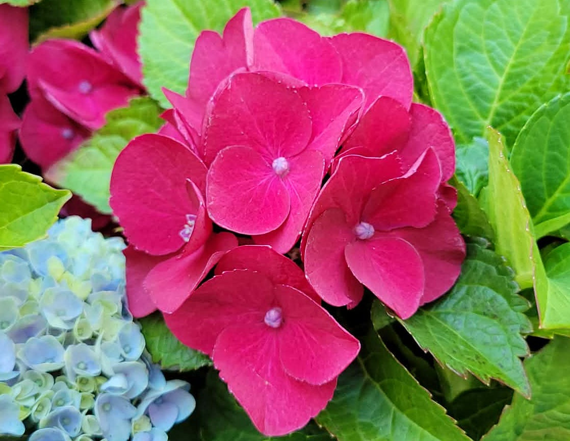 Hydrangea macrophylla - Tea Time™ HOT RED - Hortensia