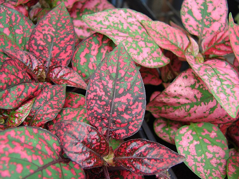 Hypoestes phyllostachya - DARK PINK - Polka Dot Plant