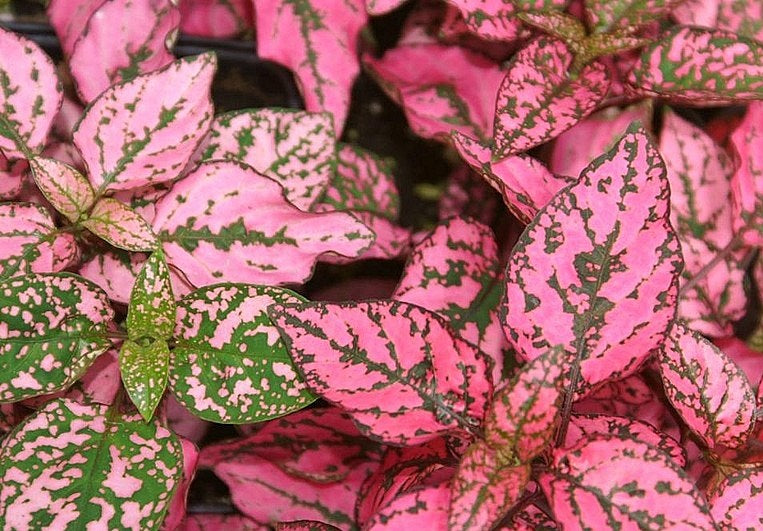 Hypoestes phyllostachya - LIGHT PINK - Polka Dot Plant