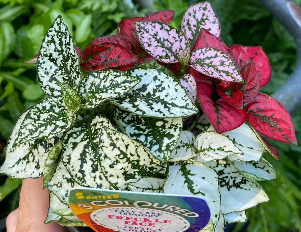 Hypoestes phyllostachya - Mixed Polka Dot Plant