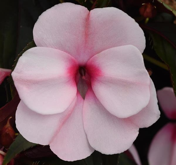 Impatiens hawkeri - Clockwork™ APPLEBLOSSOM - New Guinea Impatiens
