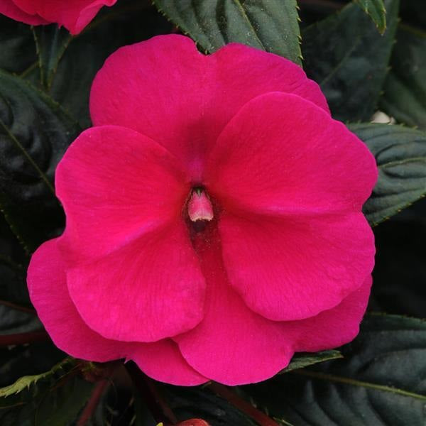 Impatiens hawkeri - Clockwork™ PURPLE - New Guinea Impatiens