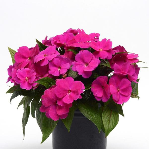 Impatiens hawkeri - Clockwork™ PURPLE - New Guinea Impatiens