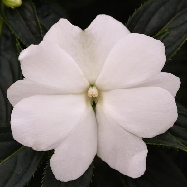 Impatiens hawkeri - Clockwork™ WHITE - New Guinea Impatiens
