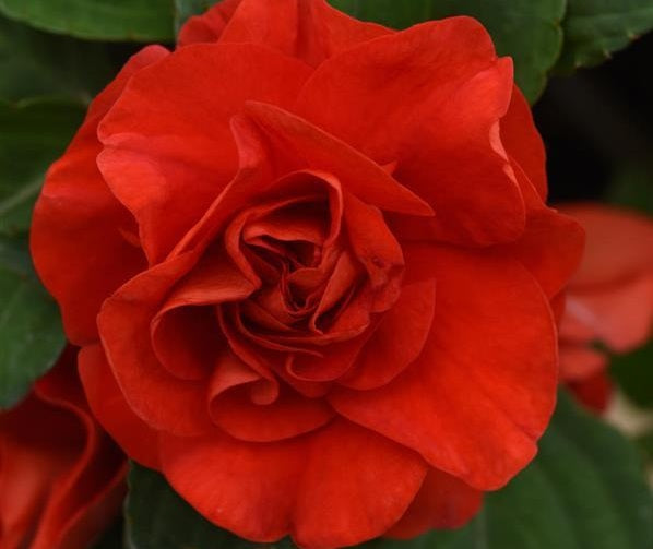 Impatiens walleriana - Double Glimmer™ BRIGHT RED - Busy Lizzie