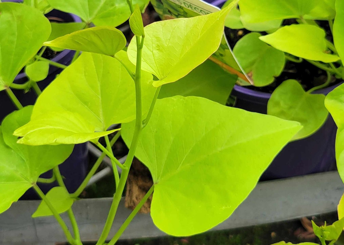Ipomoea batatas - Treasure Island™ MAKATEA - Sweet Potato