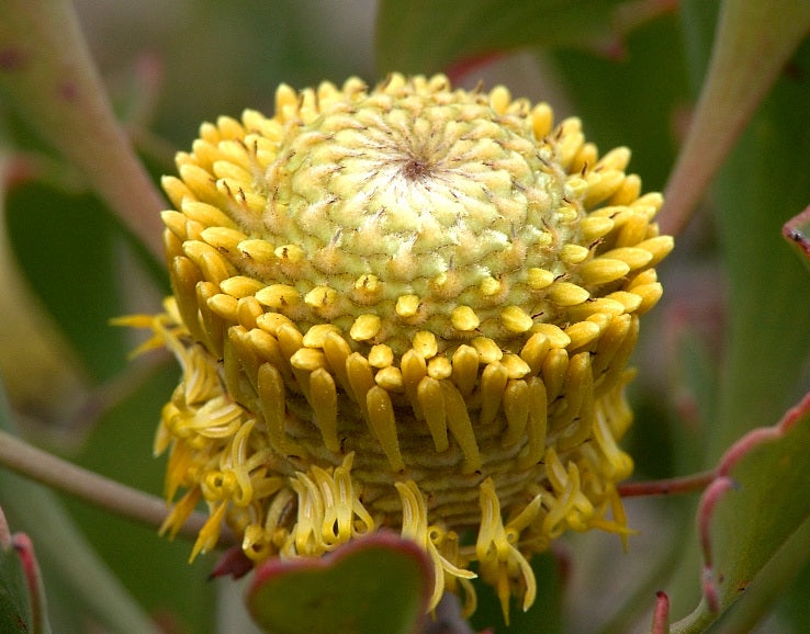 Isopogon trilobus - Barrel Coneflower