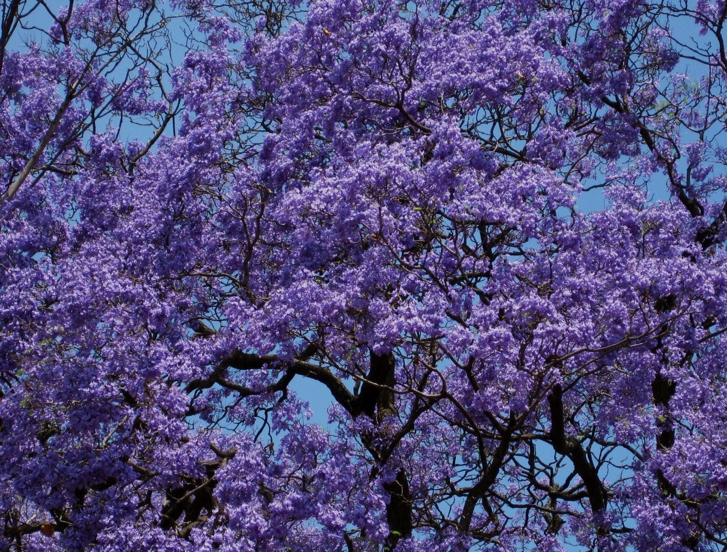 Jacaranda mimosifolia