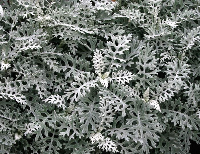 Jacobaea maritima - Silver Dust