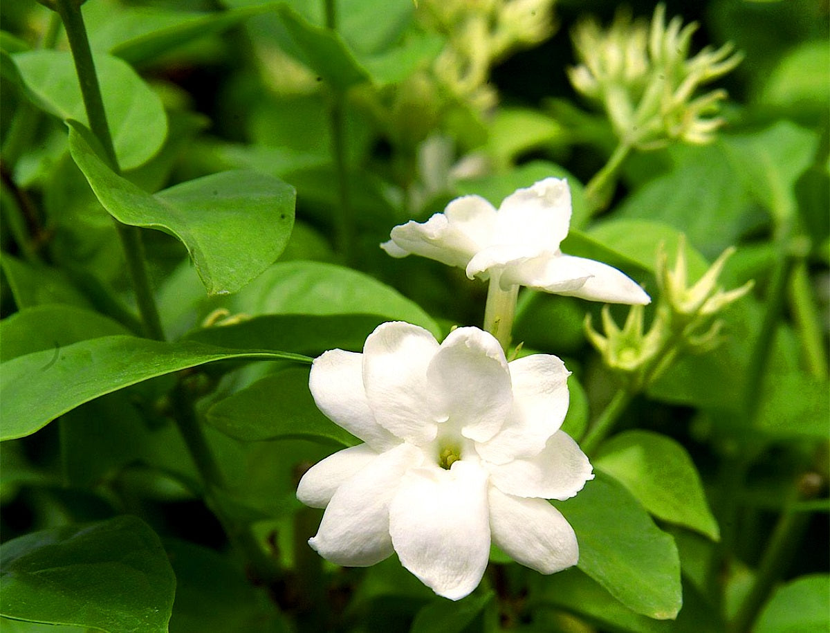 Jasminum sambac - Arabian Jasmine
