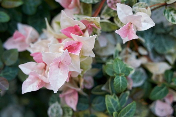 Trachelospermum jasminoides - TRICOLOUR - Variegated Star Jasmine