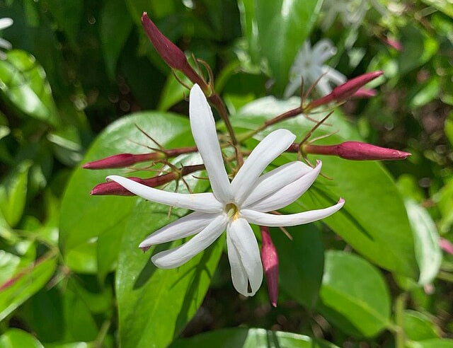 Jasminum nitidum - Angel Wing Jasmine