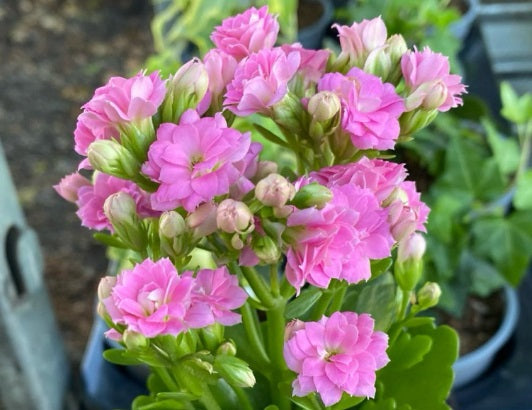 Kalanchoe blossfeldiana - LIGHT PINK - Flaming Katy