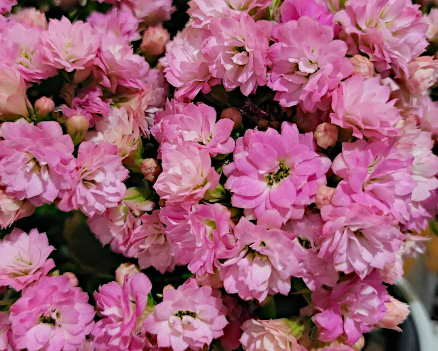 Kalanchoe blossfeldiana - PINK - Flaming Katy