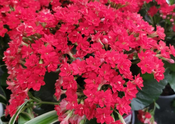 Kalanchoe blossfeldiana - RED - Flaming Katy