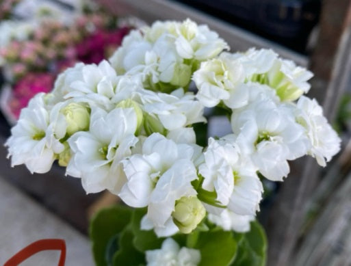 Kalanchoe blossfeldiana - WHITE - Flaming Katy