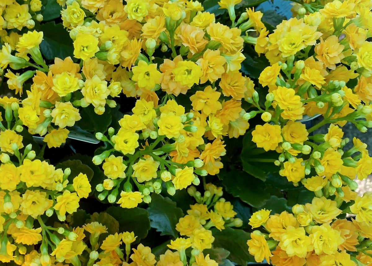 Kalanchoe blossfeldiana - YELLOW - Flaming Katy
