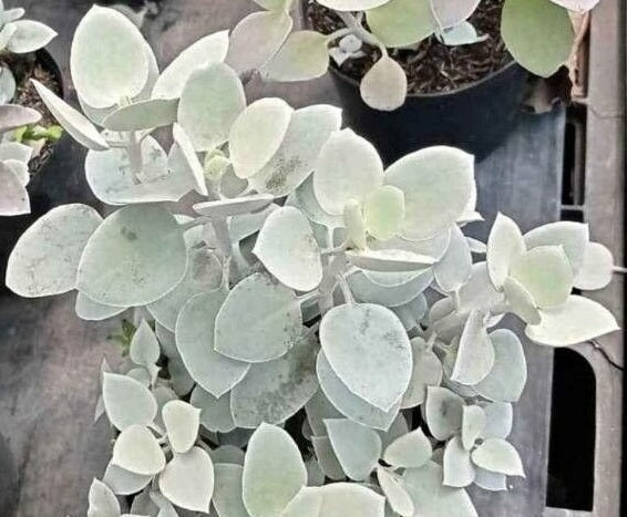 Kalanchoe bracteata - Silver Spoons