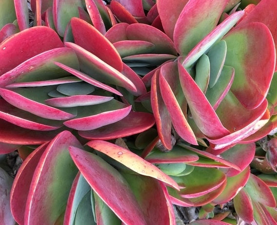 Kalanchoe thyrsiflora - Bronze Sculpture