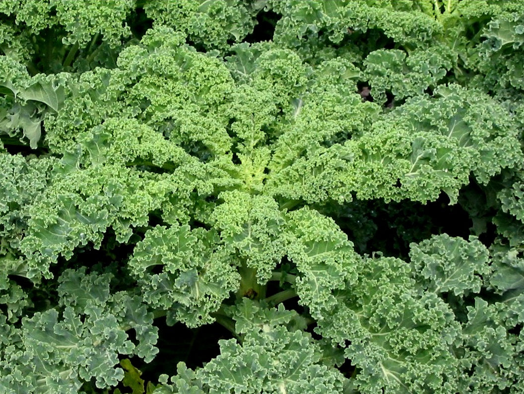 Kale - GREEN - Brassica oleracea Acephala Group