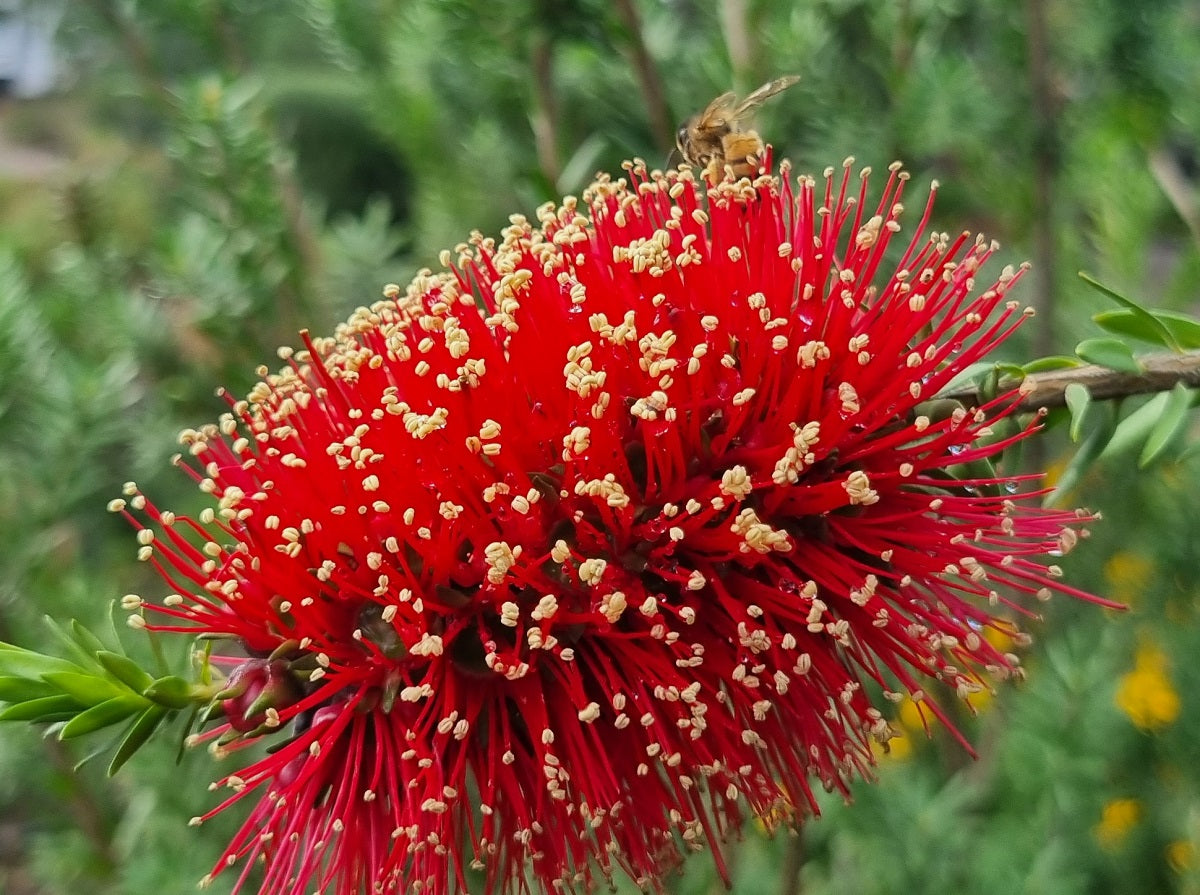 Kunzea baxteri - Scarlet Kunzea