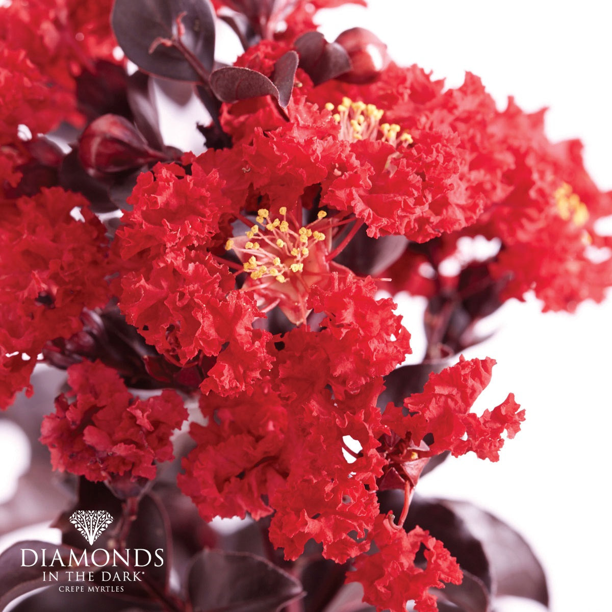 Lagerstroemia indica - Diamonds in the Dark® BEST RED - Crepe Myrtle 'PMC35' PBR