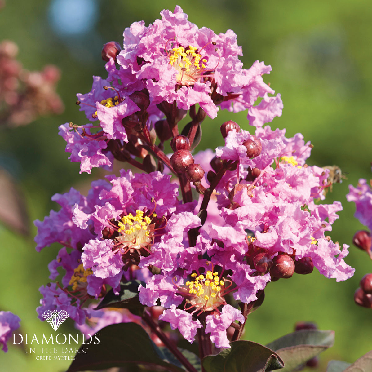 Lagerstroemia indica - Diamonds in the Dark® LAVENDER LACE - Crepe Myrtle